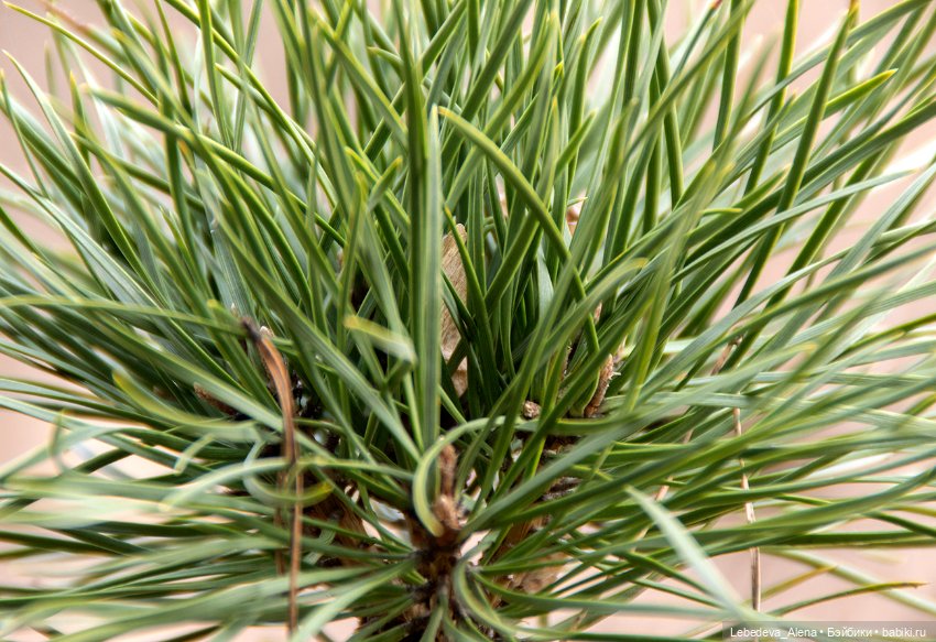 Весна пришла — Болталка и разговоры обо всем: жизнь (фото 5)