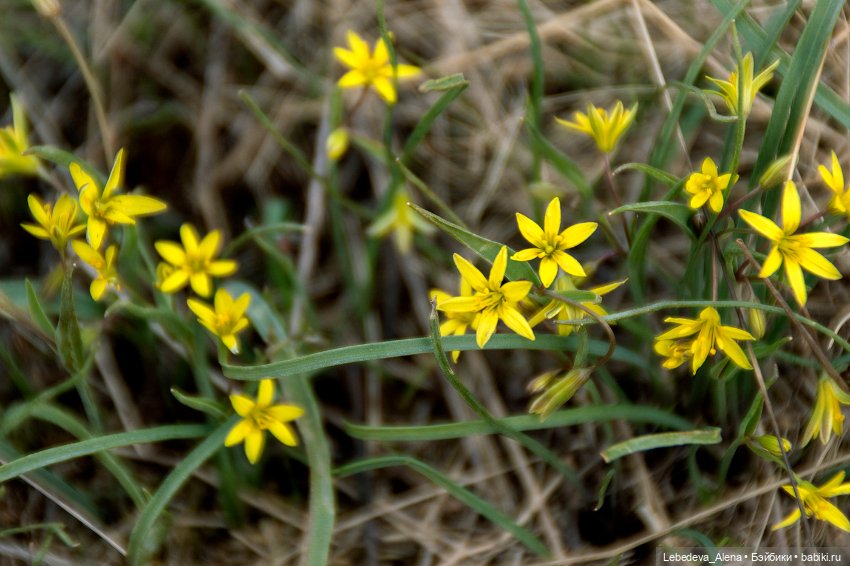 Весна пришла — Болталка и разговоры обо всем: жизнь