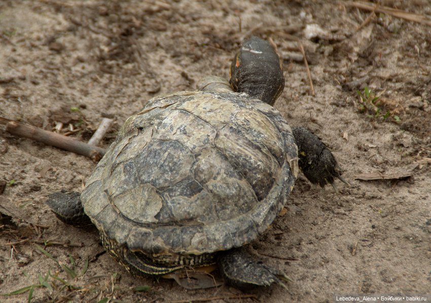 Весна пришла — Болталка и разговоры обо всем: жизнь