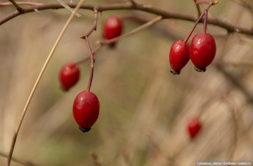 Весна пришла — Болталка и разговоры обо всем: жизнь (фото 7)