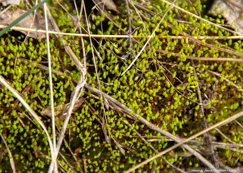 Весна пришла — Болталка и разговоры обо всем: жизнь (фото 8)