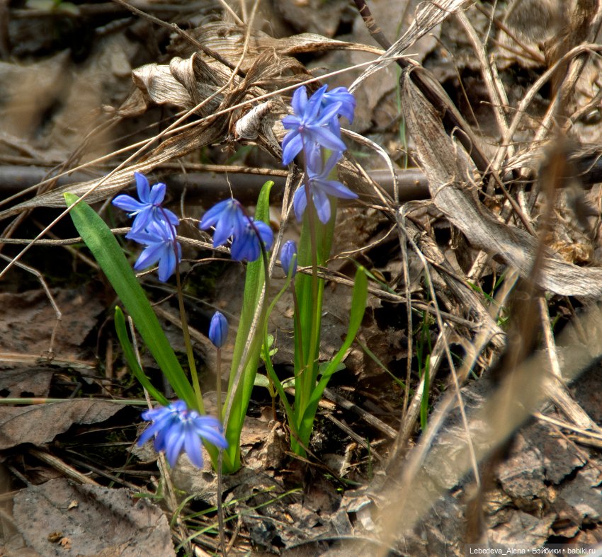 Весна пришла — Болталка и разговоры обо всем: жизнь (фото 9)