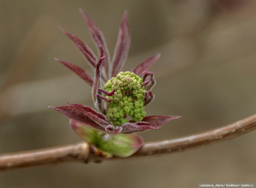 Весна пришла — Болталка и разговоры обо всем: жизнь