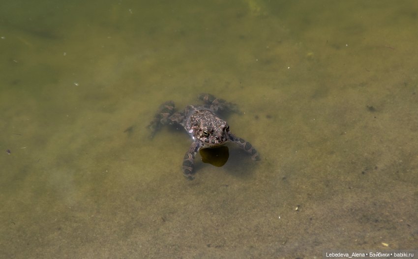Весна пришла — Болталка и разговоры обо всем: жизнь