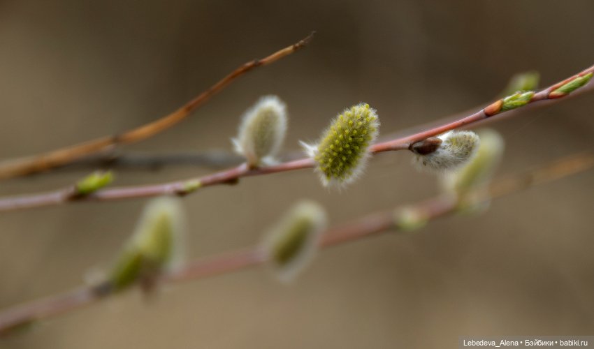 Весна пришла — Болталка и разговоры обо всем: жизнь (фото 4)