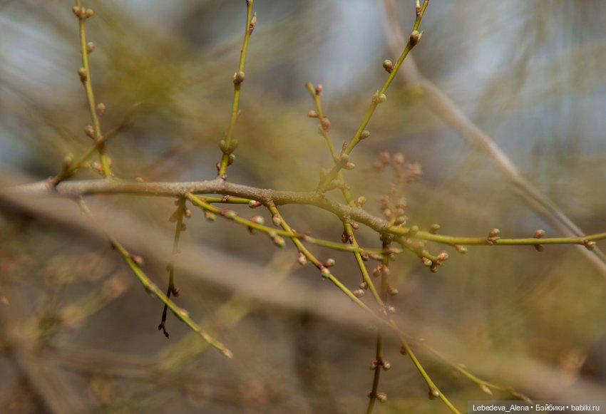 Весна пришла — Болталка и разговоры обо всем: жизнь (фото 10)