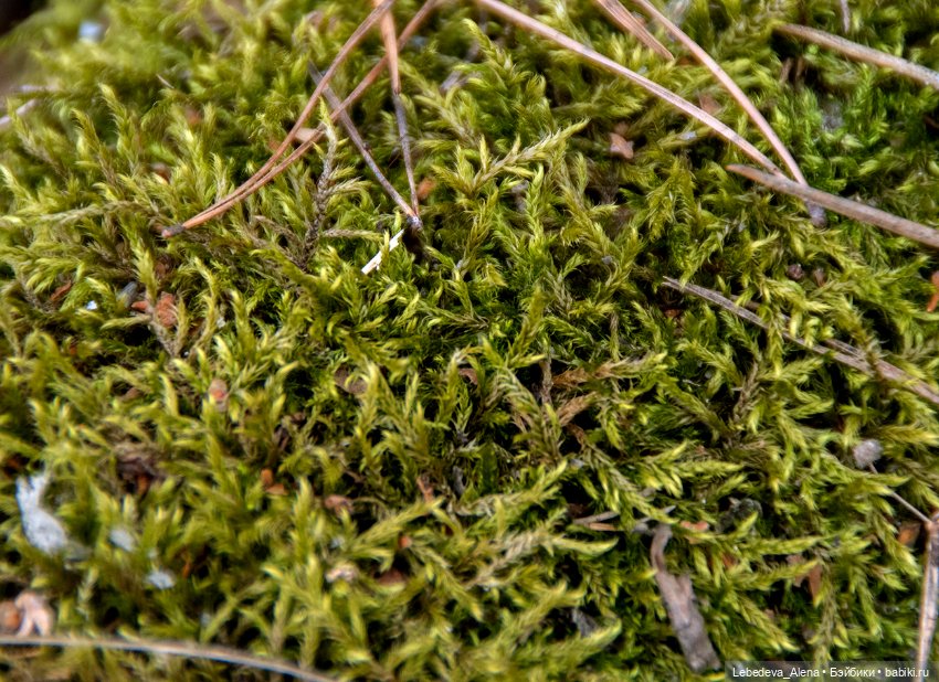 Весна пришла — Болталка и разговоры обо всем: жизнь