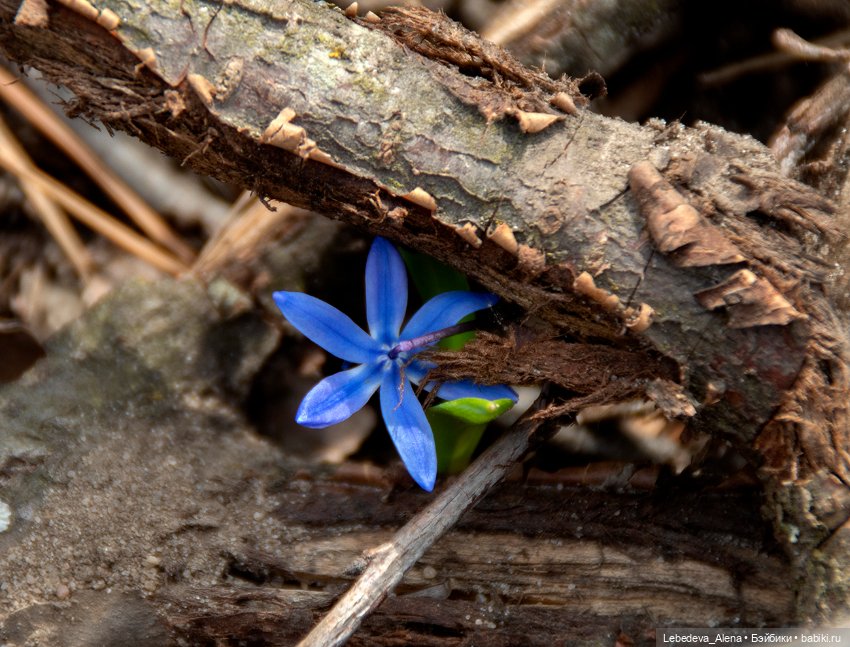 Весна пришла — Болталка и разговоры обо всем: жизнь (фото 6)