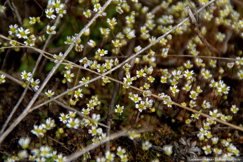 Весна пришла — Болталка и разговоры обо всем: жизнь (фото 2)
