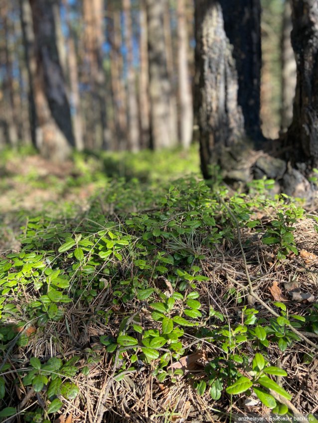 Весеннее настроение — Куклы Holala (Холала) от Jenny Fairytown: Pipita (фото 6)