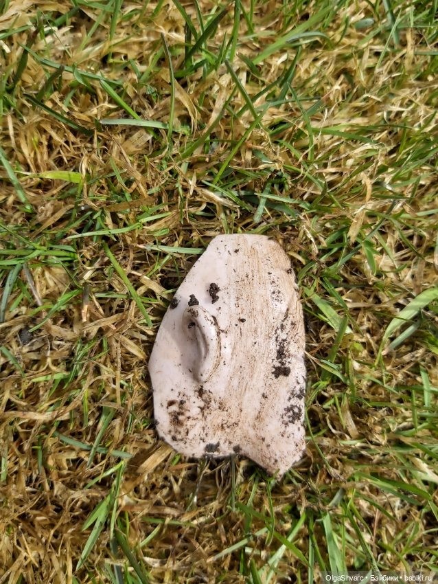 Дом с сюрпризом, часть 2. Осколки розового счастья