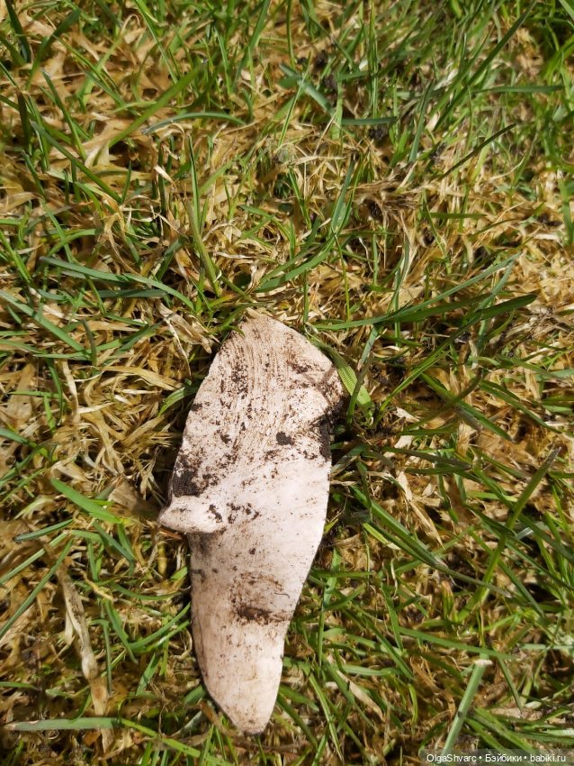 Дом с сюрпризом, часть 2. Осколки розового счастья