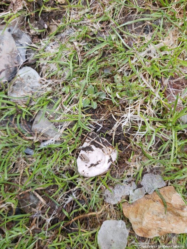 Дом с сюрпризом, часть 2. Осколки розового счастья