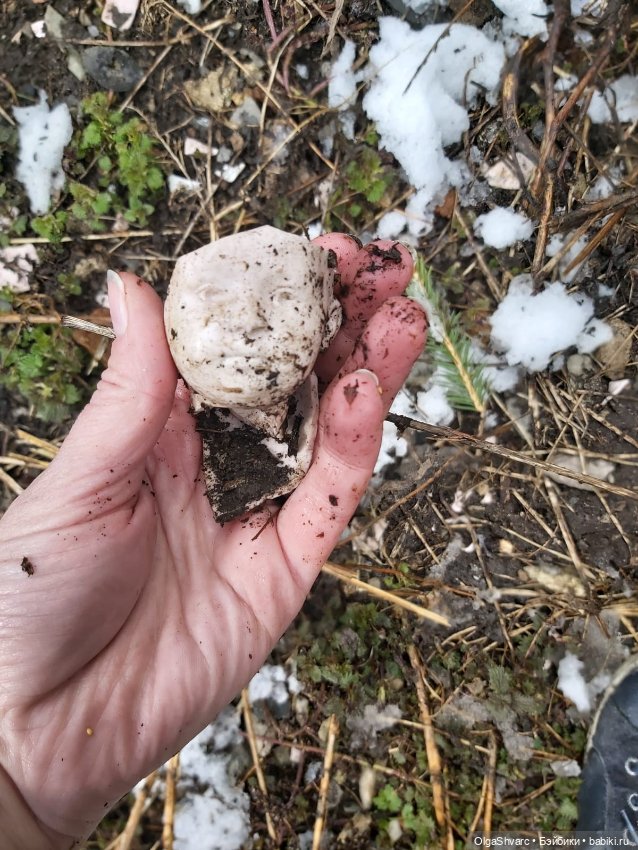 Дом с сюрпризом, часть 2. Осколки розового счастья