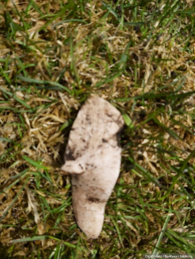 Дом с сюрпризом, часть 2. Осколки розового счастья