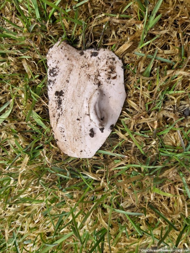 Дом с сюрпризом, часть 2. Осколки розового счастья (фото 10)