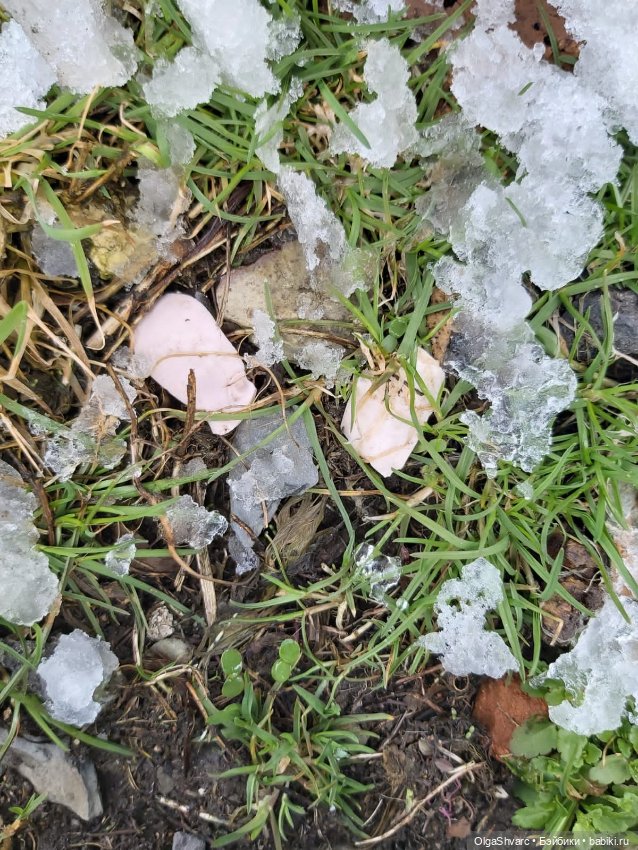 Дом с сюрпризом, часть 2. Осколки розового счастья (фото 3)