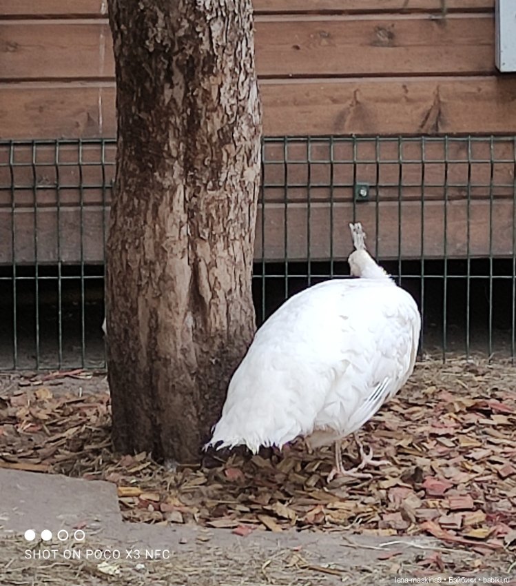 Оленёнок и всякая живность