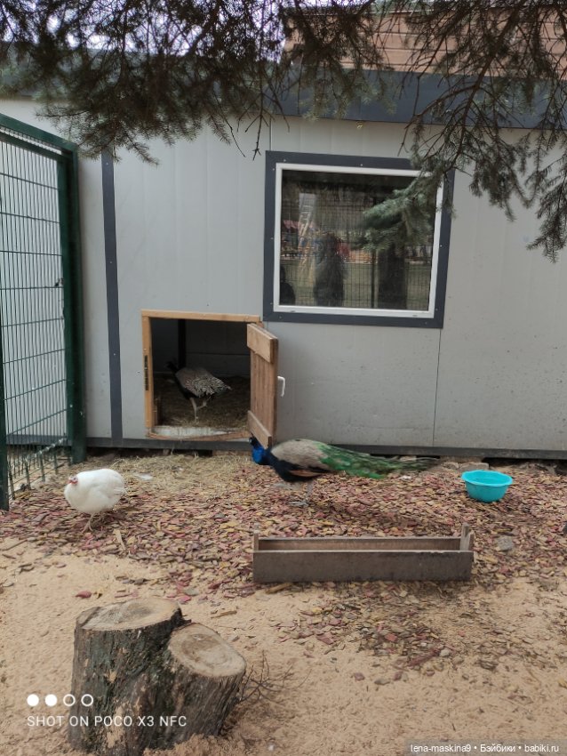 Оленёнок и всякая живность