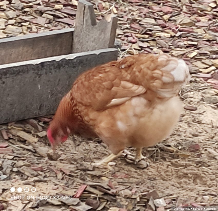 Оленёнок и всякая живность