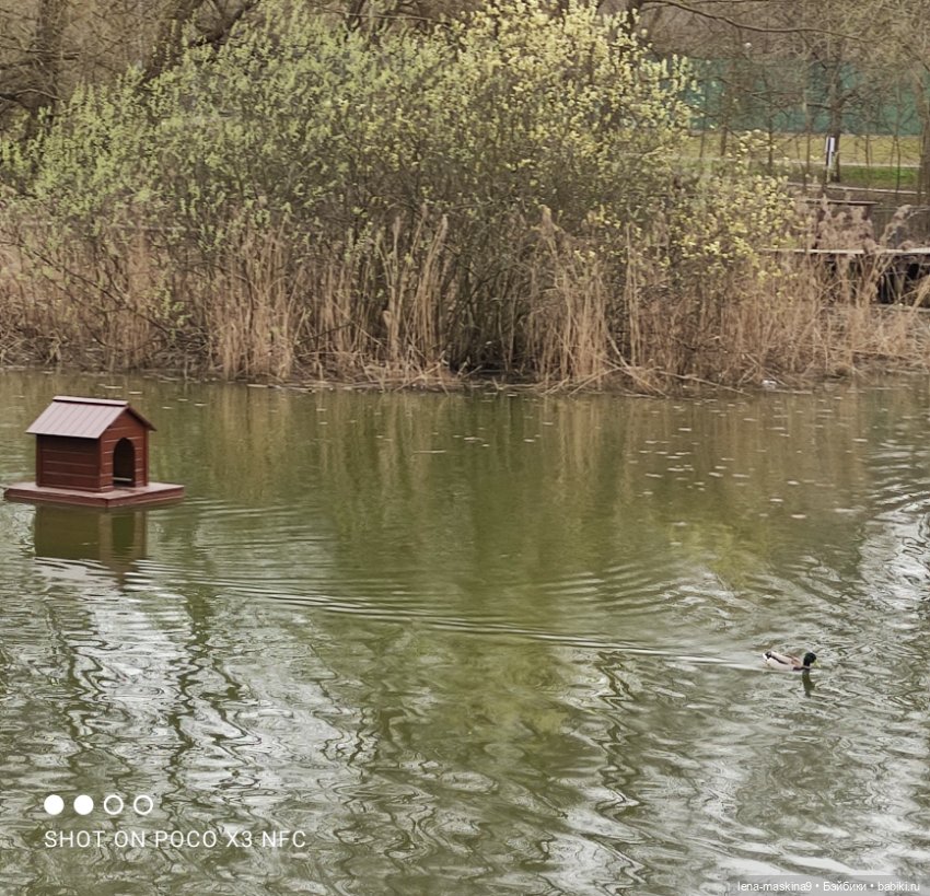 Оленёнок и всякая живность (фото 9)