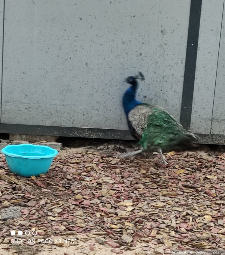 Оленёнок и всякая живность