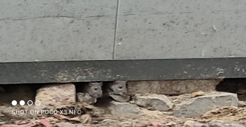 Оленёнок и всякая живность