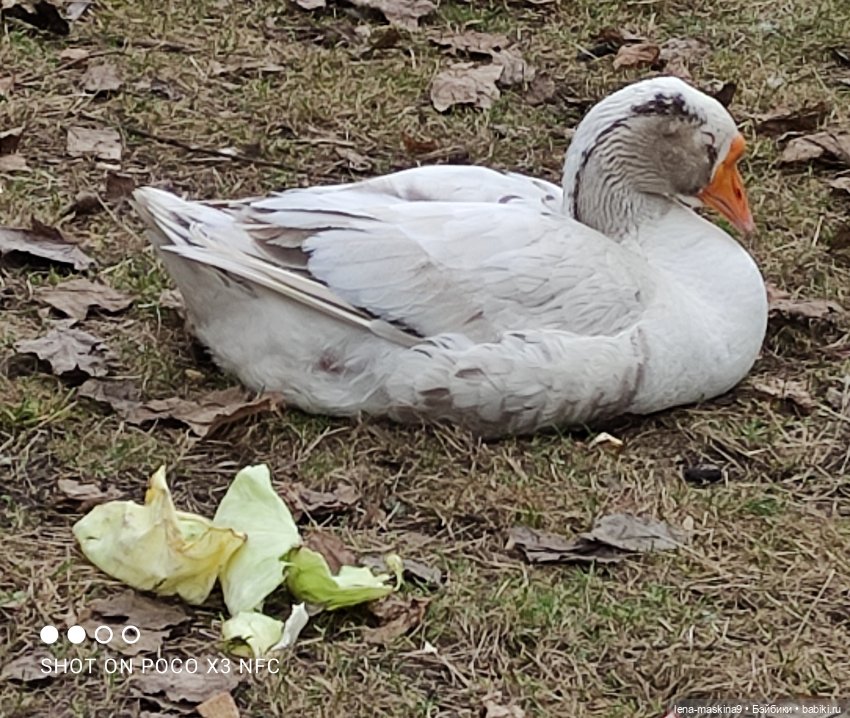 Оленёнок и всякая живность