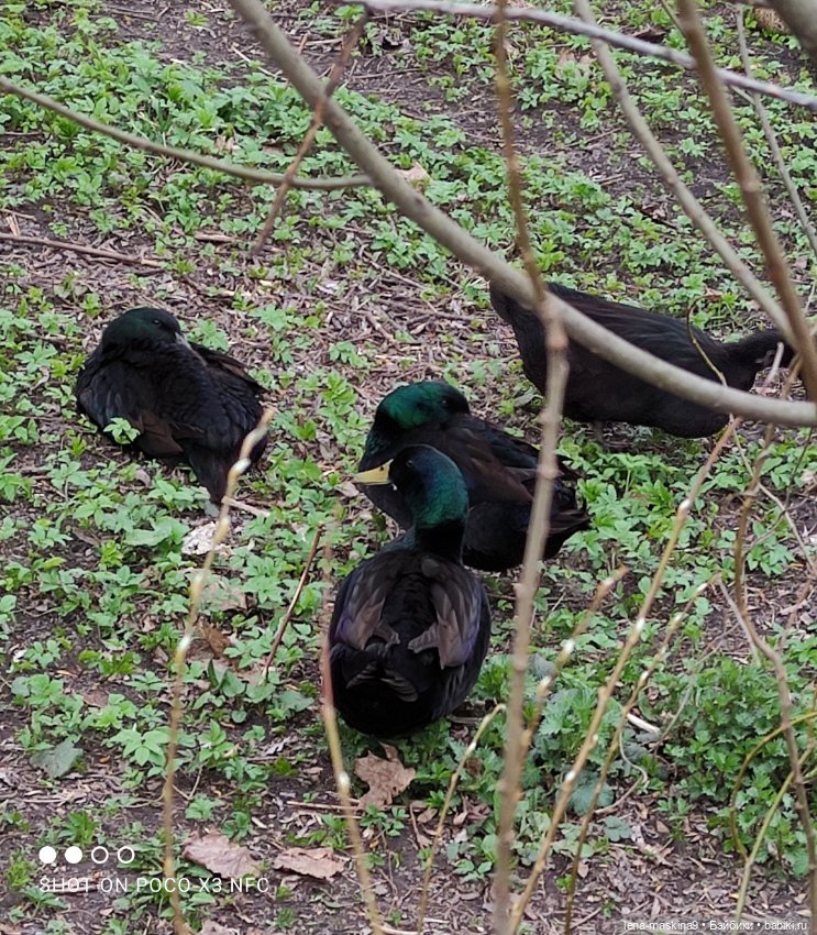 Оленёнок и всякая живность