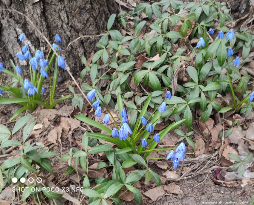 Оленёнок и всякая живность (фото 7)