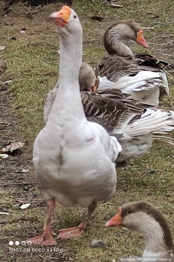 Оленёнок и всякая живность