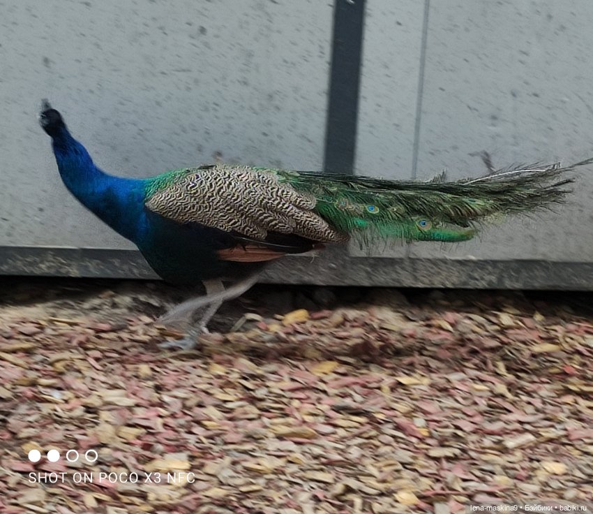 Оленёнок и всякая живность