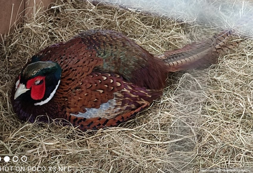 Оленёнок и всякая живность