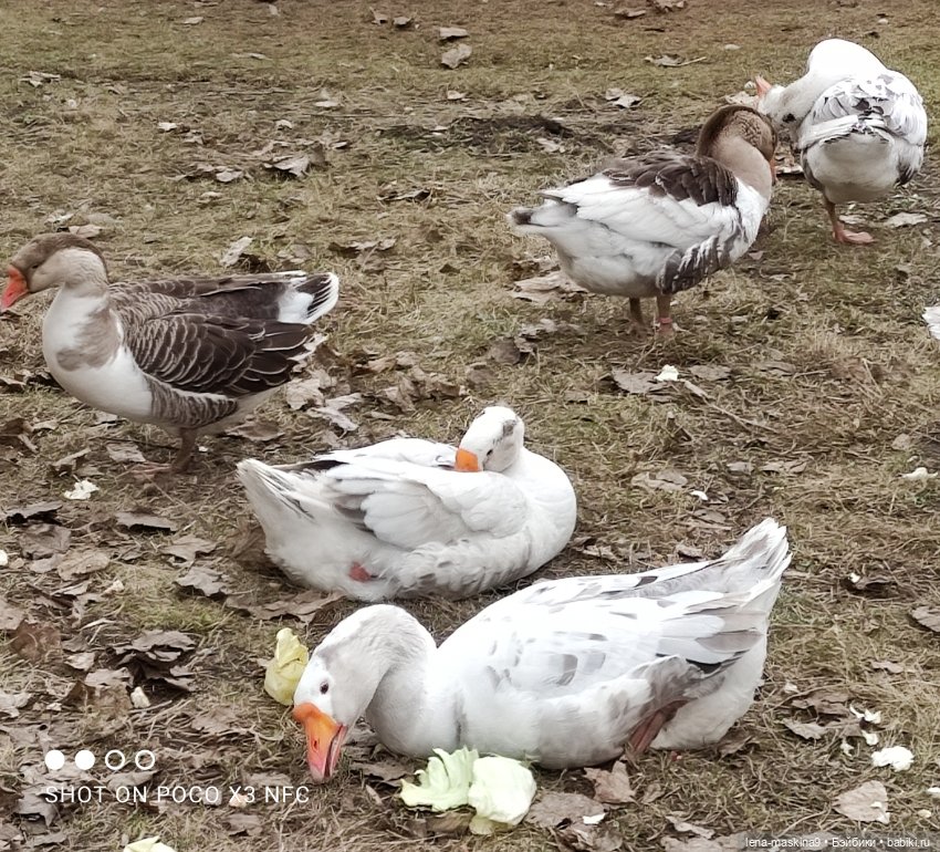 Оленёнок и всякая живность