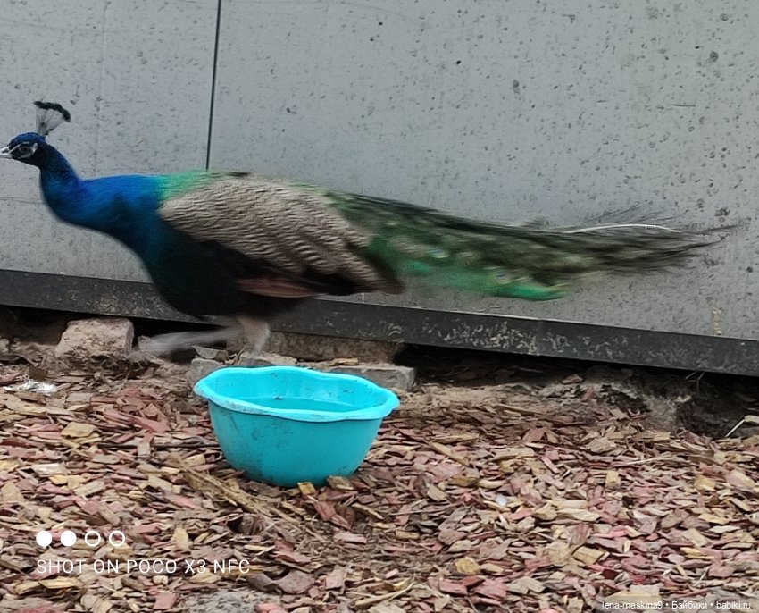 Оленёнок и всякая живность