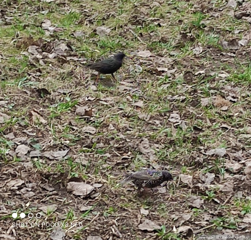 Оленёнок и всякая живность