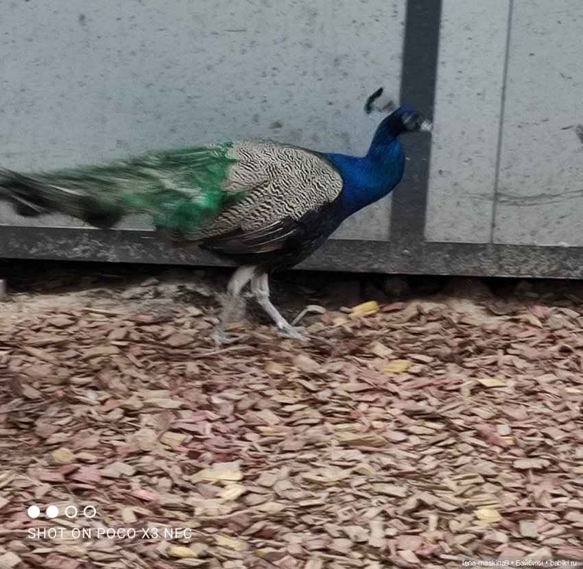 Оленёнок и всякая живность