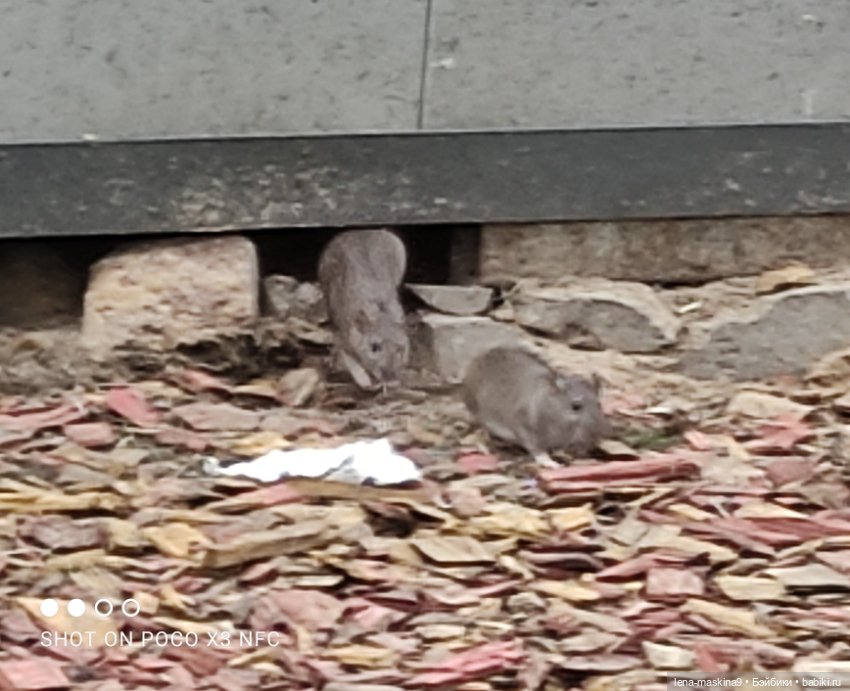 Оленёнок и всякая живность