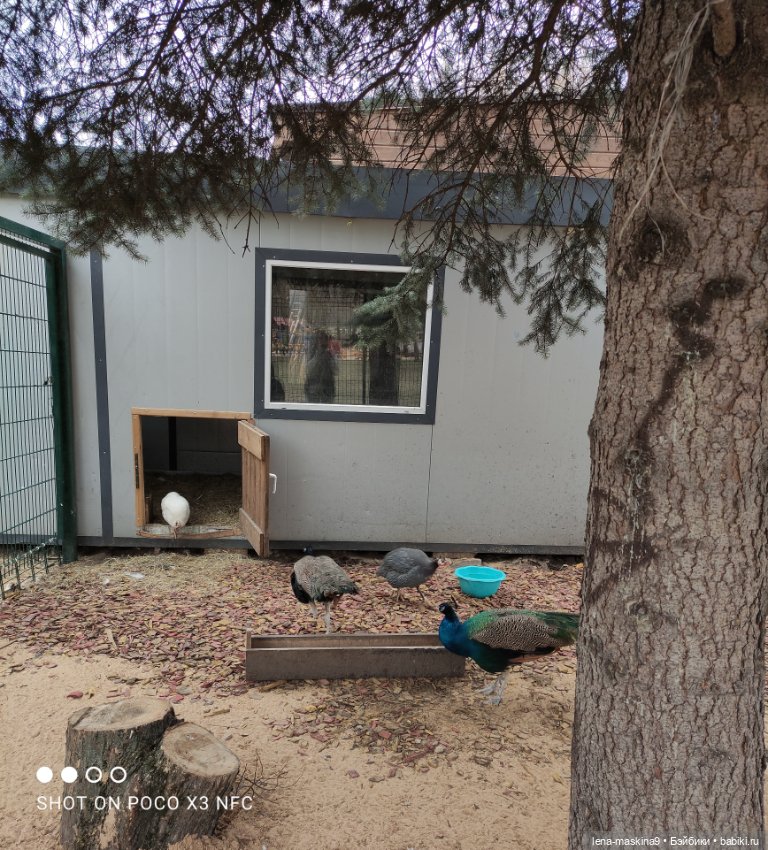 Оленёнок и всякая живность