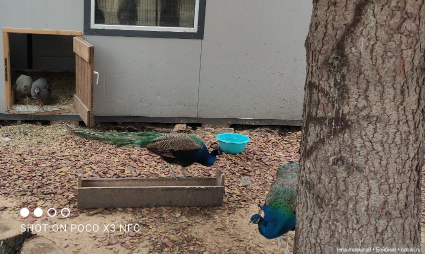 Оленёнок и всякая живность