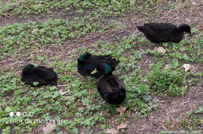 Оленёнок и всякая живность