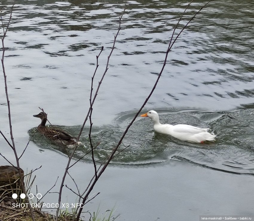 Оленёнок и всякая живность