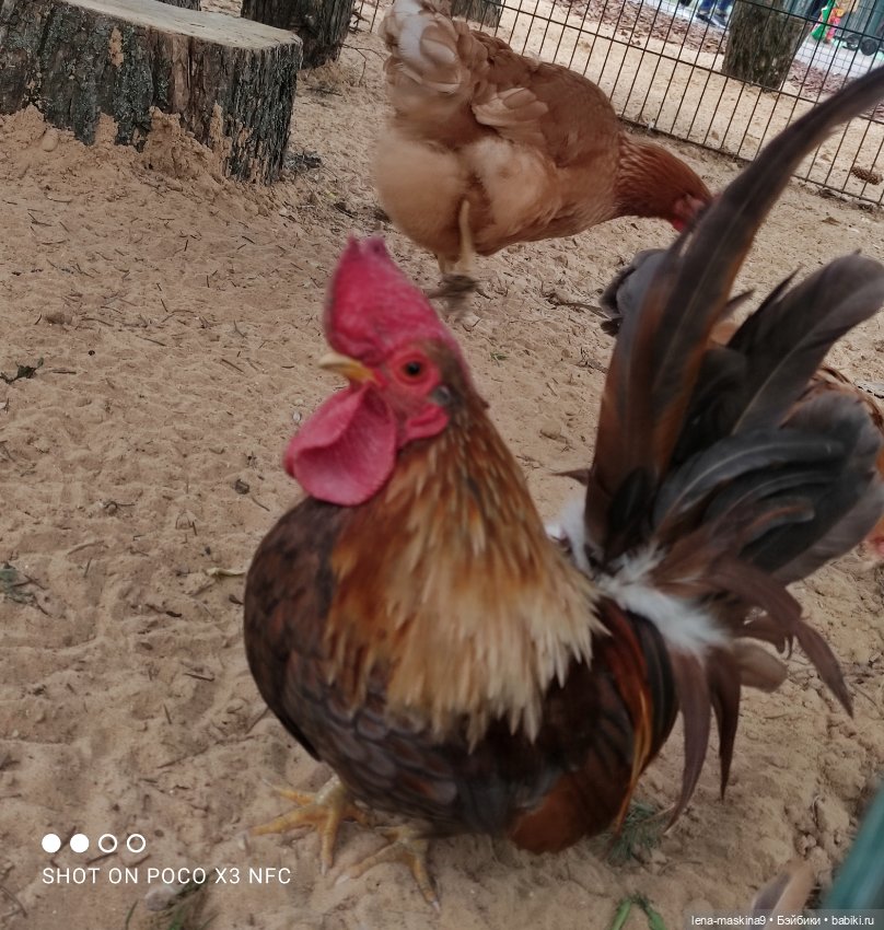 Оленёнок и всякая живность