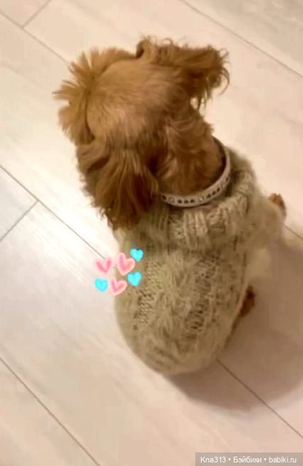 Одеть друга — Другие хобби и увлечения: сад (фото 4)