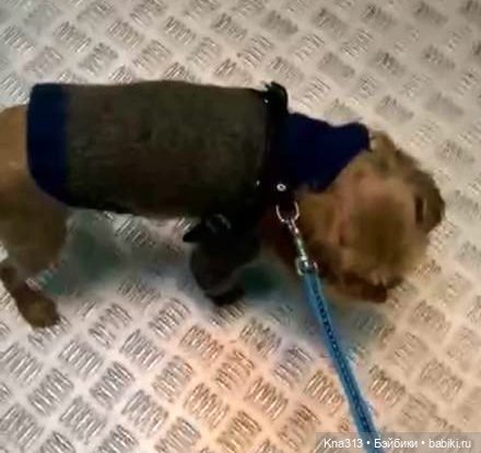 Одеть друга — Другие хобби и увлечения: сад