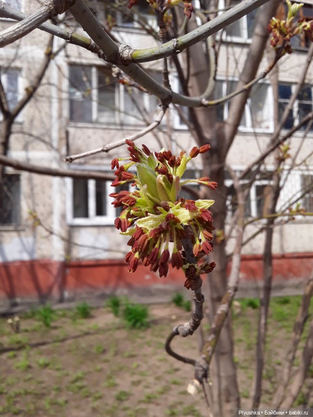 Баболики гуляют — Куклы Baboliy (Баболи