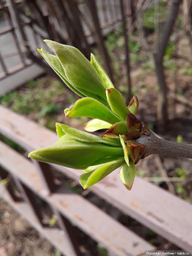 Баболики гуляют — Куклы Baboliy (Баболи (фото 2)