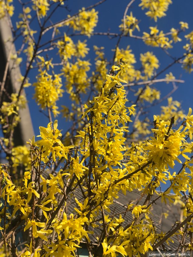 Куклы Nines d'Onil (Нинес): Миа (Mia)