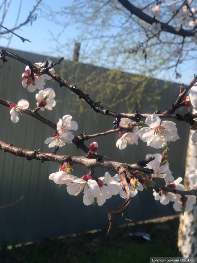 Куклы Nines d'Onil (Нинес): Миа (Mia)