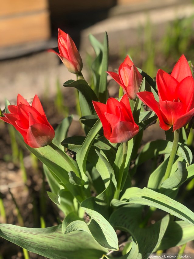 Куклы Nines d'Onil (Нинес): Миа (Mia)